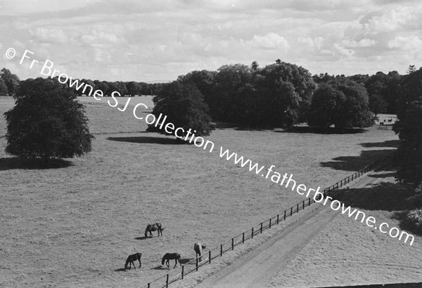 THOROUGHBRED MARES AND FOALS IN PADDOCK